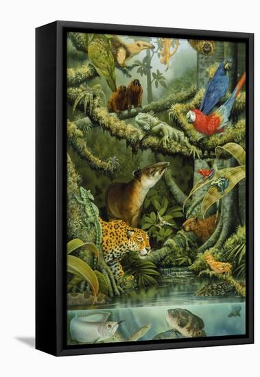 Rainforest-Tim Knepp-Framed Stretched Canvas
