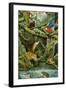 Rainforest-Tim Knepp-Framed Giclee Print