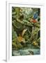 Rainforest-Tim Knepp-Framed Giclee Print