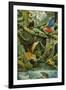 Rainforest-Tim Knepp-Framed Giclee Print