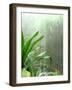 Rainforest-Audrey-Framed Giclee Print