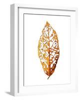 Rainforst Leaf 01-Shot by Clint-Framed Giclee Print