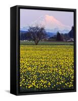 Rainier in Pink Twilight, Daffodil Field under Mt, Puyallup, Washington, Usa-Charles Crust-Framed Stretched Canvas