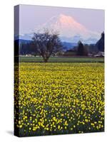 Rainier in Pink Twilight, Daffodil Field under Mt, Puyallup, Washington, Usa-Charles Crust-Stretched Canvas