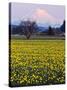 Rainier in Pink Twilight, Daffodil Field under Mt, Puyallup, Washington, Usa-Charles Crust-Stretched Canvas