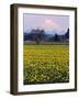 Rainier in Pink Twilight, Daffodil Field under Mt, Puyallup, Washington, Usa-Charles Crust-Framed Photographic Print