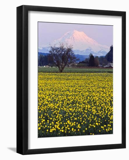 Rainier in Pink Twilight, Daffodil Field under Mt, Puyallup, Washington, Usa-Charles Crust-Framed Photographic Print