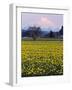 Rainier in Pink Twilight, Daffodil Field under Mt, Puyallup, Washington, Usa-Charles Crust-Framed Photographic Print