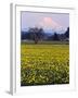 Rainier in Pink Twilight, Daffodil Field under Mt, Puyallup, Washington, Usa-Charles Crust-Framed Photographic Print