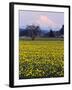 Rainier in Pink Twilight, Daffodil Field under Mt, Puyallup, Washington, Usa-Charles Crust-Framed Photographic Print