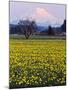 Rainier in Pink Twilight, Daffodil Field under Mt, Puyallup, Washington, Usa-Charles Crust-Mounted Photographic Print