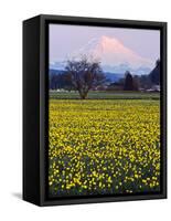 Rainier in Pink Twilight, Daffodil Field under Mt, Puyallup, Washington, Usa-Charles Crust-Framed Stretched Canvas