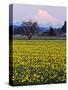 Rainier in Pink Twilight, Daffodil Field under Mt, Puyallup, Washington, Usa-Charles Crust-Stretched Canvas