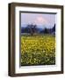 Rainier in Pink Twilight, Daffodil Field under Mt, Puyallup, Washington, Usa-Charles Crust-Framed Photographic Print