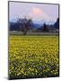 Rainier in Pink Twilight, Daffodil Field under Mt, Puyallup, Washington, Usa-Charles Crust-Mounted Photographic Print