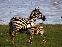 Zebra - under Mother's Care-rainman03-Photographic Print