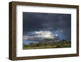 Rainstorm approaching Ndutu, Ngorongoro Conservation Area, Serengeti, Tanzania.-Sergio Pitamitz-Framed Photographic Print