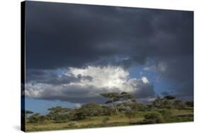 Rainstorm approaching Ndutu, Ngorongoro Conservation Area, Serengeti, Tanzania.-Sergio Pitamitz-Stretched Canvas