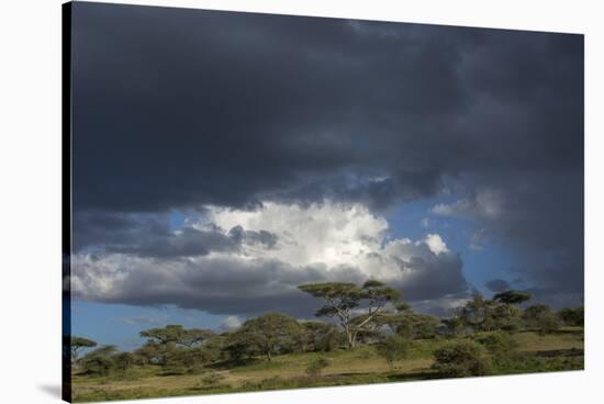 Rainstorm approaching Ndutu, Ngorongoro Conservation Area, Serengeti, Tanzania.-Sergio Pitamitz-Stretched Canvas