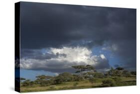 Rainstorm approaching Ndutu, Ngorongoro Conservation Area, Serengeti, Tanzania.-Sergio Pitamitz-Stretched Canvas