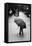 Rainy Day-Liesbeth Van Der-Framed Stretched Canvas