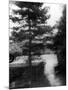 Wood Mount