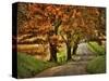 Rainy Morning on Hyatt Lane-Danny Head-Stretched Canvas