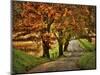 Rainy Morning on Hyatt Lane-Danny Head-Mounted Art Print