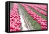 Rainy Tulip Field-Dana Styber-Framed Stretched Canvas