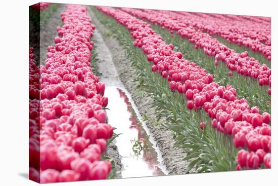 Rainy Tulip Field-Dana Styber-Stretched Canvas