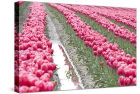 Rainy Tulip Field-Dana Styber-Stretched Canvas