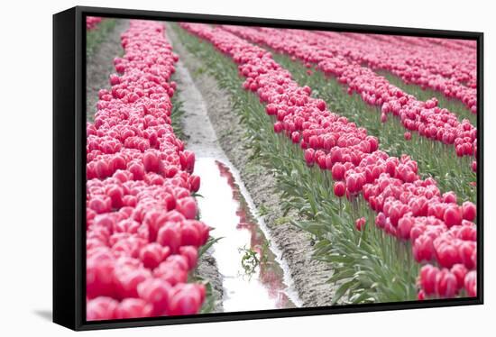 Rainy Tulip Field-Dana Styber-Framed Stretched Canvas