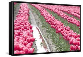 Rainy Tulip Field-Dana Styber-Framed Stretched Canvas