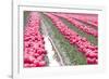 Rainy Tulip Field-Dana Styber-Framed Photographic Print