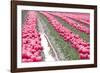 Rainy Tulip Field-Dana Styber-Framed Photographic Print