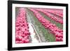 Rainy Tulip Field-Dana Styber-Framed Photographic Print