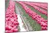 Rainy Tulip Field-Dana Styber-Mounted Photographic Print