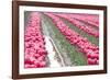 Rainy Tulip Field-Dana Styber-Framed Photographic Print