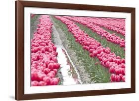 Rainy Tulip Field-Dana Styber-Framed Photographic Print