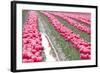 Rainy Tulip Field-Dana Styber-Framed Photographic Print