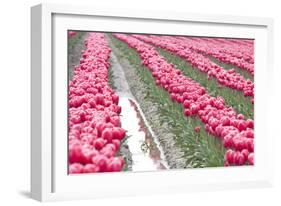 Rainy Tulip Field-Dana Styber-Framed Photographic Print