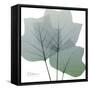 Rainy Tulip Tree-Albert Koetsier-Framed Stretched Canvas