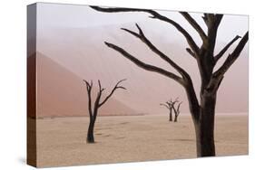 Rainy weather in early morning, Deadvlei, Namib-Naukluft Park, Namibia-Wendy Kaveney-Stretched Canvas