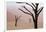 Rainy weather in early morning, Deadvlei, Namib-Naukluft Park, Namibia-Wendy Kaveney-Framed Photographic Print