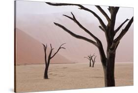 Rainy weather in early morning, Deadvlei, Namib-Naukluft Park, Namibia-Wendy Kaveney-Stretched Canvas