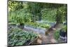 Raised garden beds in a community garden containing strawberries, Chioggia beets, lettuce-Janet Horton-Mounted Photographic Print