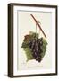 Raisin Noir De Jerusalem Grape-J. Troncy-Framed Giclee Print