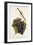 Raisin Noir De Jerusalem Grape-J. Troncy-Framed Giclee Print