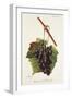 Raisin Noir De Jerusalem Grape-J. Troncy-Framed Giclee Print