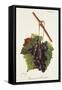 Raisin Noir De Jerusalem Grape-J. Troncy-Framed Stretched Canvas